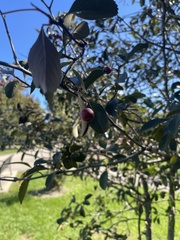Crataegus crus-galli