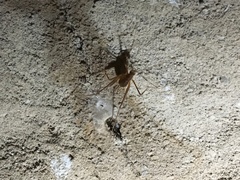 Hadenoecus subterraneus