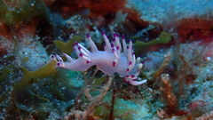 Flabellina llerae