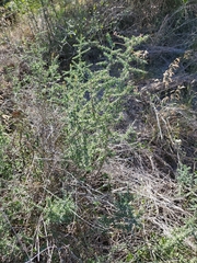 Condalia spathulata
