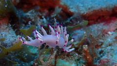 Flabellina llerae