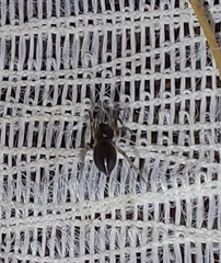 Trachelidae