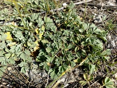 Potentilla acaulis