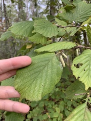 Corylus avellana