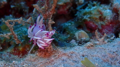 Flabellina llerae