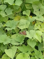 Anartia fatima colima