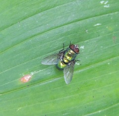 Lucilia