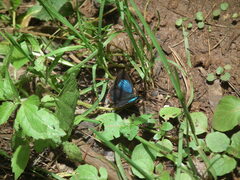 Heliophorus