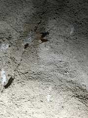 Hadenoecus subterraneus