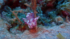 Flabellina llerae