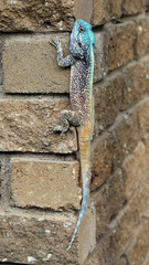 Acanthocercus atricollis