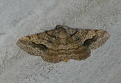 Frederickia s-signata