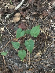 Matelea carolinensis