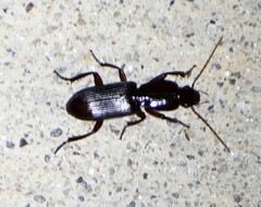 Stenomorphus californicus