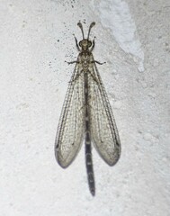 Peruveleon dorsalis