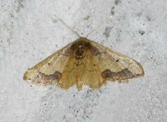 Idaea kendallaria