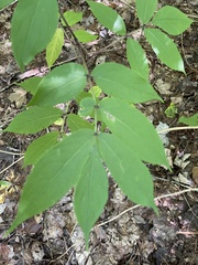Sambucus racemosa