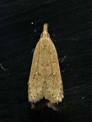 Dichomeris punctidiscellus