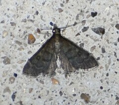 Steniodes declivalis