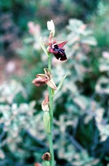 Ophrys mammosa