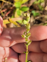 Physostegia virginiana