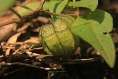 Physalis angulata