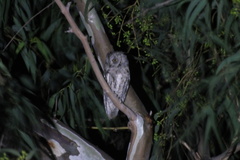Otus scops