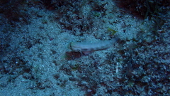 Gnatholepis thompsoni