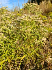 Eupatorium semiserratum