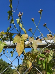 Ipomoea grandifolia