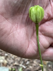 Lilium