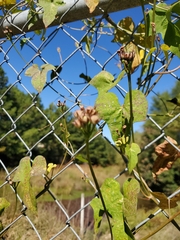 Ipomoea grandifolia