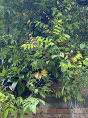 Averrhoa carambola