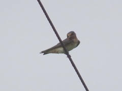 Petrochelidon pyrrhonota