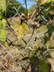 Ipomoea grandifolia