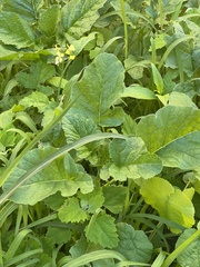 Rhamphospermum nigrum