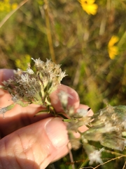 Eupatorium leucolepis