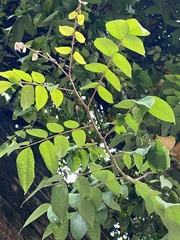 Averrhoa carambola