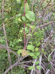 Cornus sericea