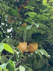 Averrhoa carambola