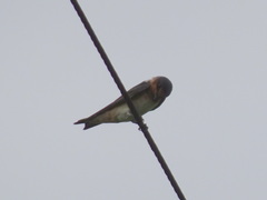 Petrochelidon pyrrhonota