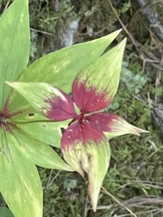 Lilium