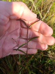 Eupatorium leucolepis