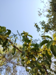 Schinus latifolia