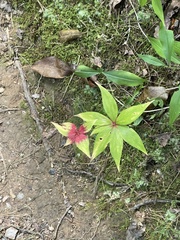 Lilium