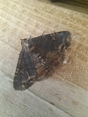 Metalectra diabolica