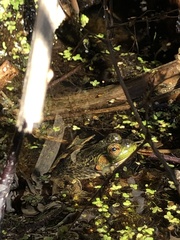 Lithobates septentrionalis
