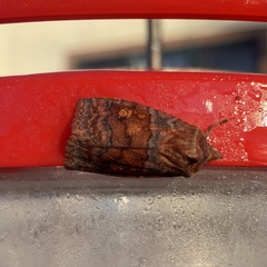 Eupsilia tristigmata