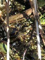 Lithobates septentrionalis
