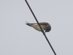 Petrochelidon pyrrhonota